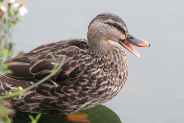 duck with beak open like beside the lake