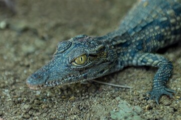 Young crocodile, Madagascar nature