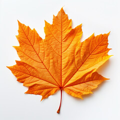Naklejka na ściany i meble Closeup of autumn leaf on white background