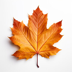 Obraz premium Closeup of autumn leaf on white background