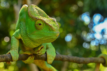 Obraz premium Female Parson`s Chameleon, Madagascar nature