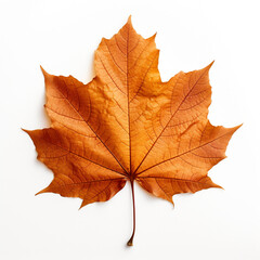 Obraz premium Closeup of autumn leaf on white background