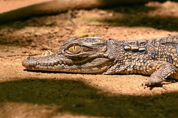Young crocodile, Madagascar nature