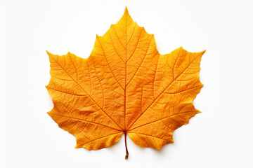 Closeup of autumn leaf on white background