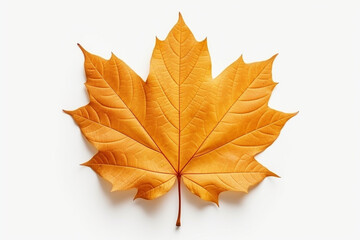 Fototapeta premium Closeup of autumn leaf on white background