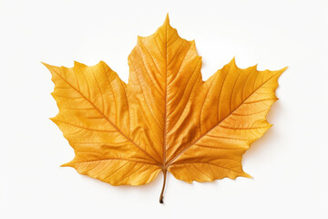 Obraz premium Closeup of autumn leaf on white background