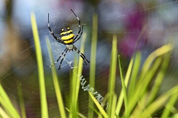 Wasp spider Argiope Bruennichi with yellow and black markings