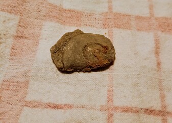 Close up of spiral shell fossil 