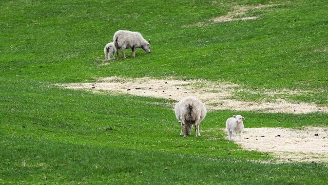 Sheep and lambs in an ecologically clean region. Rural scene on a green meadow. Summer in Iceland.