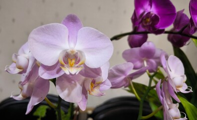 The elegant dance of white and purple phalaenopsis