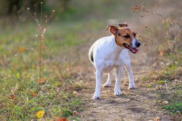 Cute Jack Russell Terrier dog enjoying a walk in the fresh air. Pet portrait with selective focus and copy space