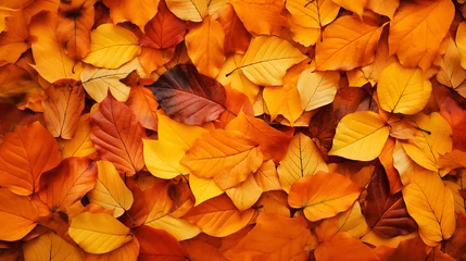 Fotobehang フレームを覆い尽くした紅葉した落葉 © tsuyoi_usagi