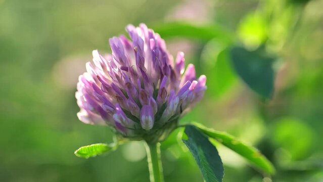 Red clover flower in the rays of the sun. Clover meadow flower. 4k footage
