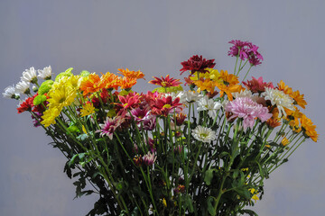 a bunch of colorful chrysanthemums