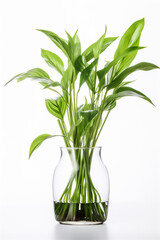 Obraz premium plant in glass vase