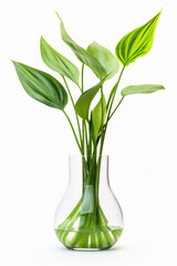 plant in glass vase