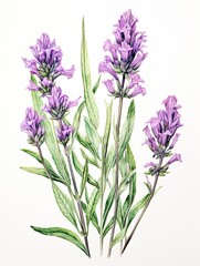 Naklejka na ściany i meble Artisanal Botanical Illustrations: Vintage Lavender Prints from Provence