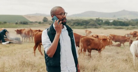 Farmer, countryside and phone call with cows, talking and beef export, networking and animals. Production, stock and nature in ranch, organic and land for conservation, farming and agriculture