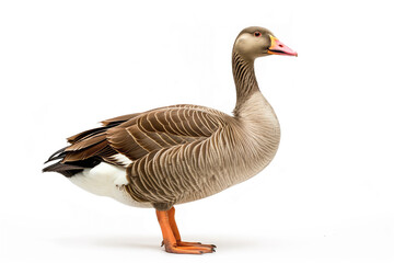 Naklejka na ściany i meble Elegant Grey Goose in Profile View