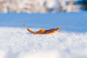 雪原の落ち葉