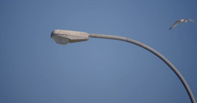 Top of lamp post in wind with seagull passing by in blue sky