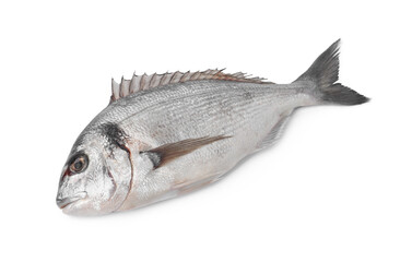Fresh raw dorado fish isolated on white