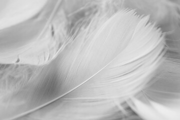Many fluffy bird feathers as background, closeup