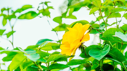 黄色のバラ