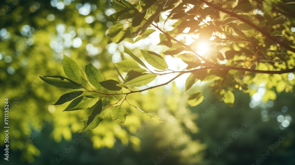 Poster closeup of the sun peeking through the leaves of a tree, casting intricate shadows and creating a se