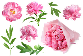 Beautiful pink peonies with green leaves isolated on white, collection