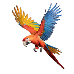 Obraz premium parrot in hand
