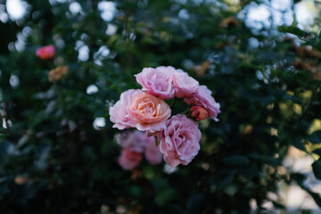 Garden Roses