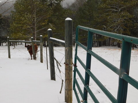 farm fenceline