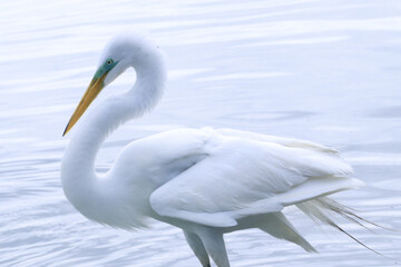 Uma beleza e elegância diferenciada dessa garça branca grande que apareceu para a distribuição de peixes para as aves na lagoa de Guaratiba - Maricá - RJ