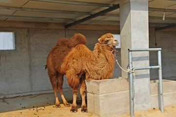 camels
