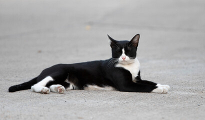 Black and white cat lying on the ground in the city street.