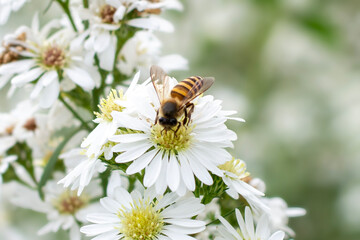 Bee on white flowers in the garden. Bee pollinates white flowers.