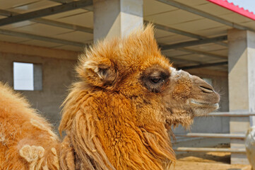 camels