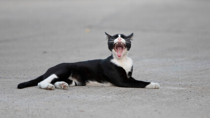 Black and white cat lying on the ground and yawning, Thailand.