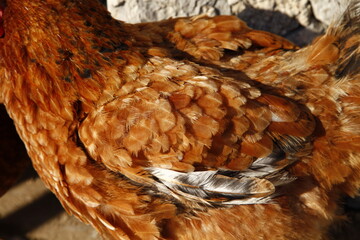 Texture of chicken feathers