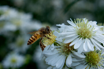 Bee on white flowers in the garden. Bee pollinates white flowers.