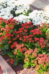 Flower bed with red flowers and white daisies in the garden
