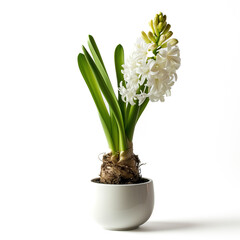 A minimalist porcelain planter with a single blooming hyacinth isolated on a white background 