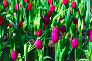Red tulips in the spring garden. Selective focus. Shallow depth of field