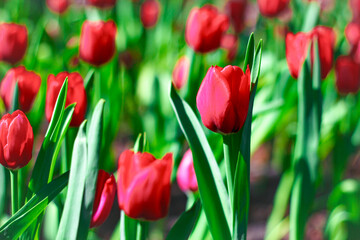 Red tulips in the spring garden. Selective focus. Shallow depth of field