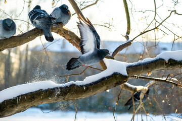 A pigeon takes off from a branch on a winter day.