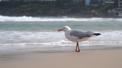Gulls, or colloquially Seagulls on a sandy beach.