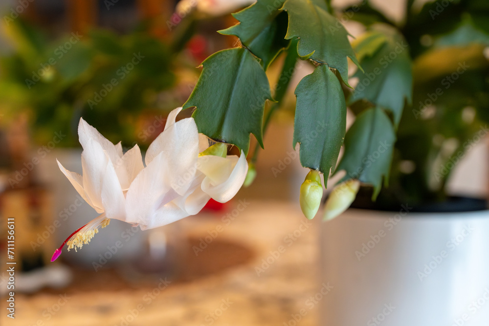 Wall mural Macro abstract defocused view of delicate white flower blossoms in bloom on a schlumbergera truncata (Thanksgiving cactus) plant