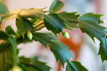 Macro abstract defocused view of delicate white flower blossoms in bloom on a schlumbergera truncata (Thanksgiving cactus) plant