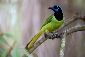 Green Jay, cyanocorax luxuosus, posing on a branch in the Estero Llano Grande State Park, Texas forest during the winter.